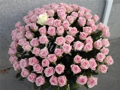 200 pink roses